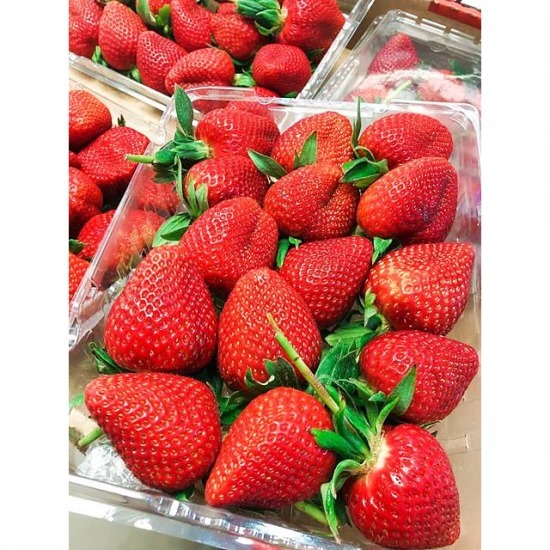 สตรอเบอร์รี่ สตรอเบอร์รี่  Strawberry  สตรอเบอรี่ญี่ปุ่น  สตอเบอรี่ ญี่ปุ่น สีขาว 