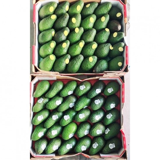 อะโวคาโด อะโวคาโด  Avocado  อะโวคาโด ตลาดไท  อะโวคาโด นิวซีแลนด์ 